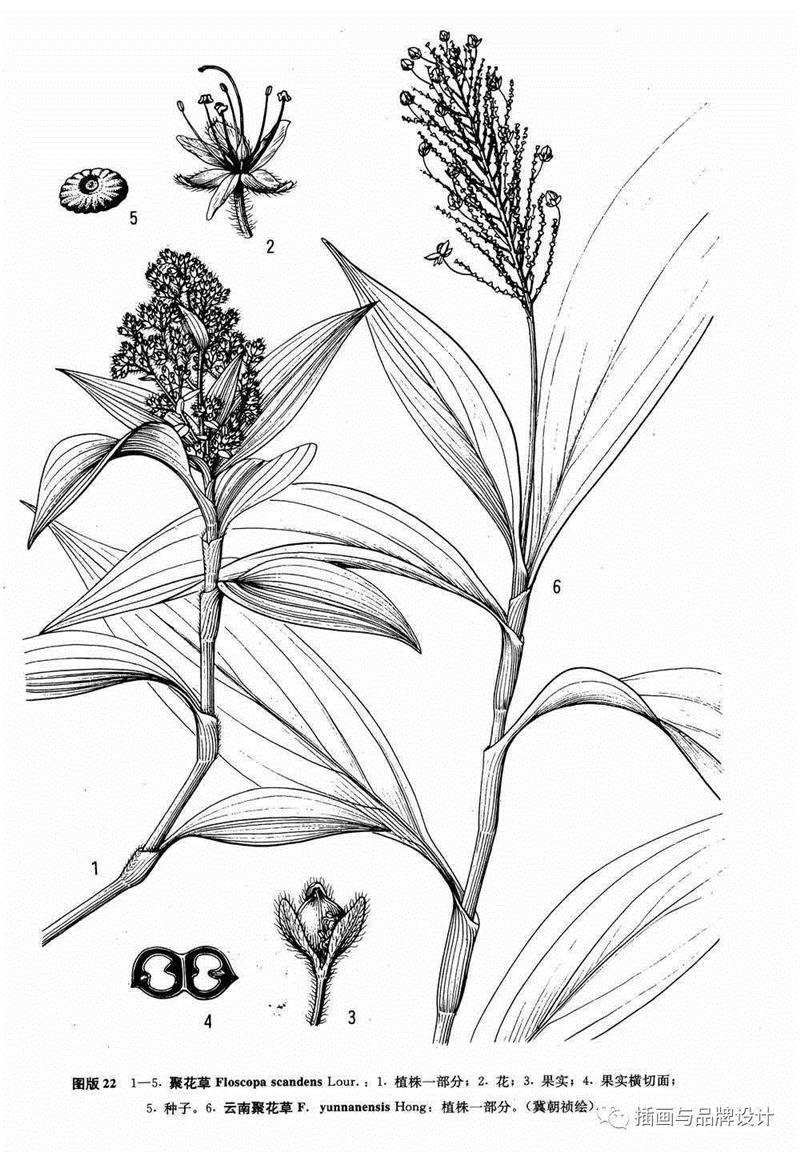 79岁爷爷40年画2000多幅花，登上《朗读者》，被称中国植物画第一人！,植物,朗读者,爷爷,年画,第一人,曾孝濂,一辈子,植物志,西双版纳,鸟类