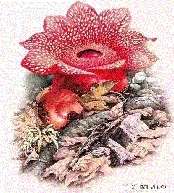 79岁爷爷40年画2000多幅花，登上《朗读者》，被称中国植物画第一人！,植物,朗读者,爷爷,年画,第一人,曾孝濂,一辈子,植物志,西双版纳,鸟类