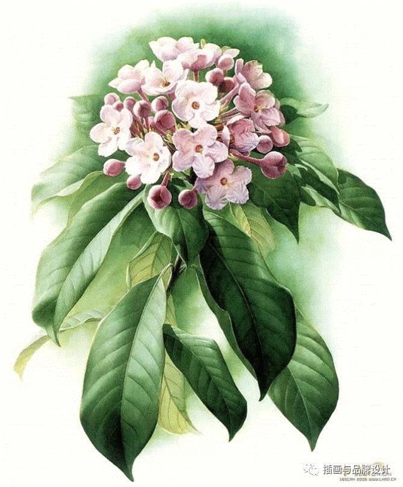 79岁爷爷40年画2000多幅花，登上《朗读者》，被称中国植物画第一人！,植物,朗读者,爷爷,年画,第一人,曾孝濂,一辈子,植物志,西双版纳,鸟类