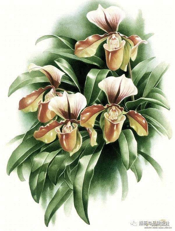79岁爷爷40年画2000多幅花，登上《朗读者》，被称中国植物画第一人！,植物,朗读者,爷爷,年画,第一人,曾孝濂,一辈子,植物志,西双版纳,鸟类