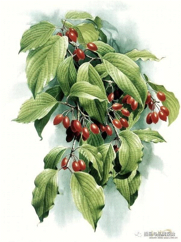 79岁爷爷40年画2000多幅花，登上《朗读者》，被称中国植物画第一人！,植物,朗读者,爷爷,年画,第一人,曾孝濂,一辈子,植物志,西双版纳,鸟类