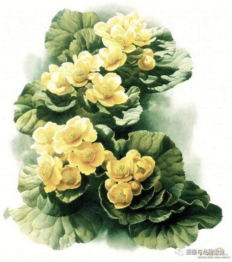 79岁爷爷40年画2000多幅花，登上《朗读者》，被称中国植物画第一人！,植物,朗读者,爷爷,年画,第一人,曾孝濂,一辈子,植物志,西双版纳,鸟类