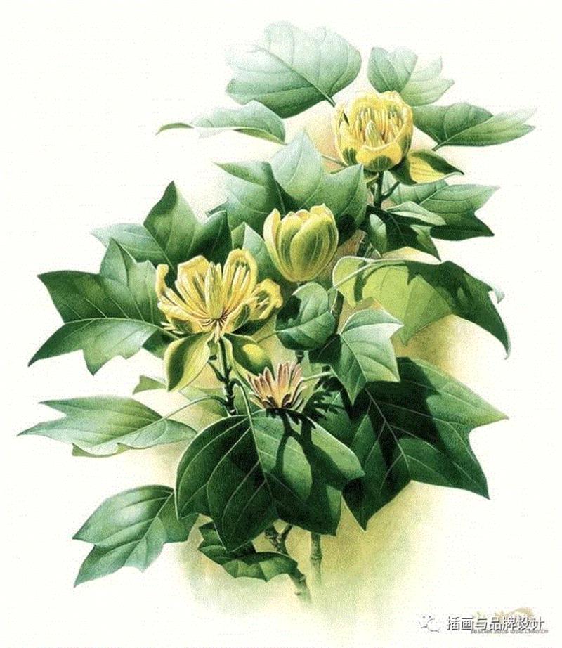 79岁爷爷40年画2000多幅花，登上《朗读者》，被称中国植物画第一人！,植物,朗读者,爷爷,年画,第一人,曾孝濂,一辈子,植物志,西双版纳,鸟类