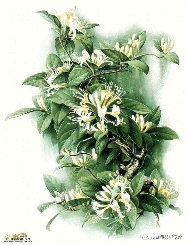 79岁爷爷40年画2000多幅花，登上《朗读者》，被称中国植物画第一人！,植物,朗读者,爷爷,年画,第一人,曾孝濂,一辈子,植物志,西双版纳,鸟类