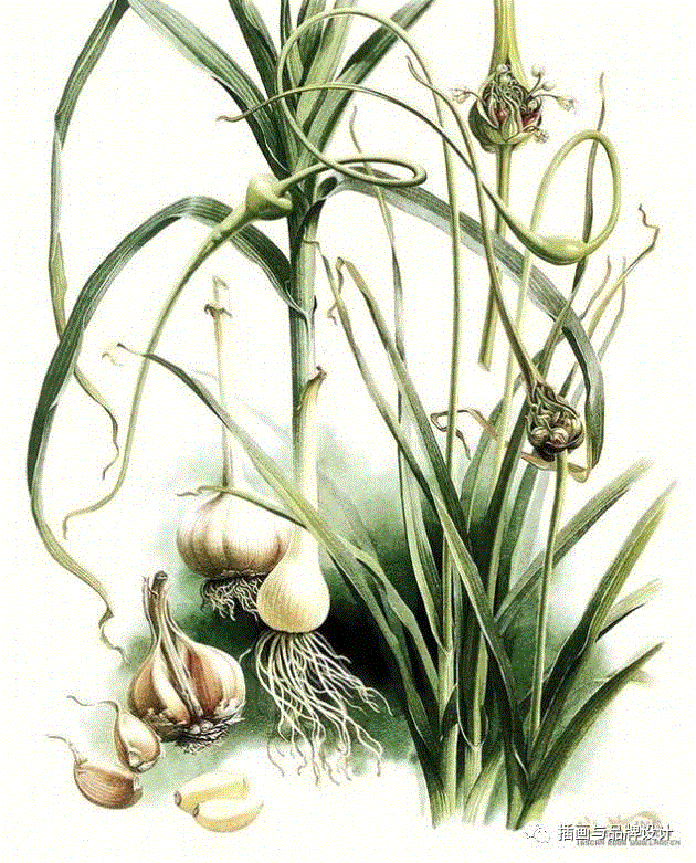 79岁爷爷40年画2000多幅花，登上《朗读者》，被称中国植物画第一人！,植物,朗读者,爷爷,年画,第一人,曾孝濂,一辈子,植物志,西双版纳,鸟类