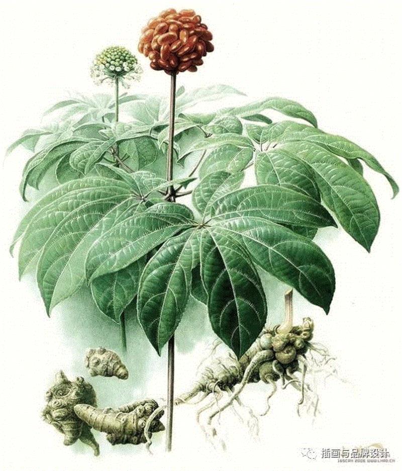 79岁爷爷40年画2000多幅花，登上《朗读者》，被称中国植物画第一人！,植物,朗读者,爷爷,年画,第一人,曾孝濂,一辈子,植物志,西双版纳,鸟类