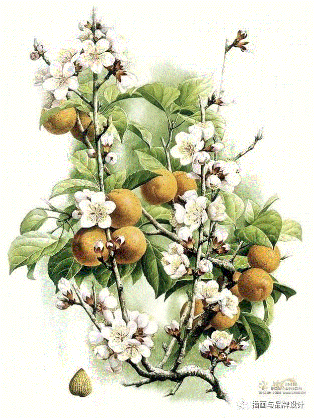 79岁爷爷40年画2000多幅花，登上《朗读者》，被称中国植物画第一人！,植物,朗读者,爷爷,年画,第一人,曾孝濂,一辈子,植物志,西双版纳,鸟类