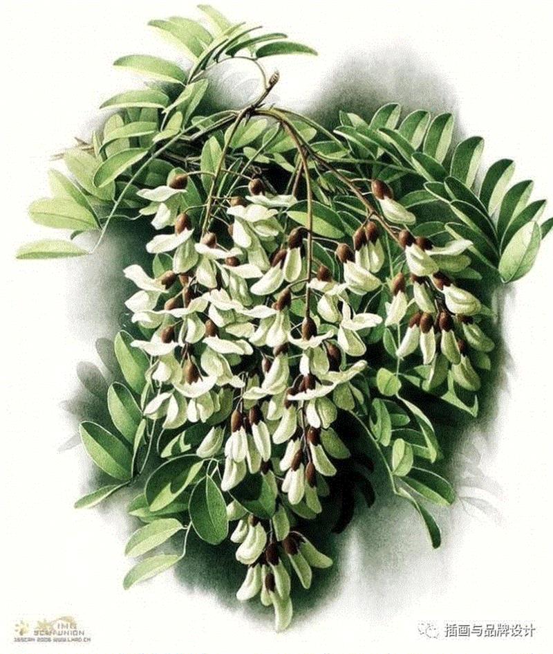 79岁爷爷40年画2000多幅花，登上《朗读者》，被称中国植物画第一人！,植物,朗读者,爷爷,年画,第一人,曾孝濂,一辈子,植物志,西双版纳,鸟类