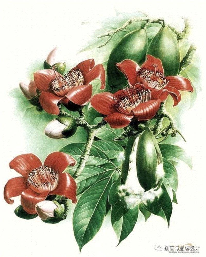 79岁爷爷40年画2000多幅花，登上《朗读者》，被称中国植物画第一人！,植物,朗读者,爷爷,年画,第一人,曾孝濂,一辈子,植物志,西双版纳,鸟类