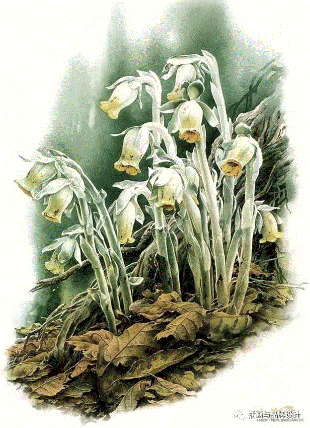79岁爷爷40年画2000多幅花，登上《朗读者》，被称中国植物画第一人！,植物,朗读者,爷爷,年画,第一人,曾孝濂,一辈子,植物志,西双版纳,鸟类