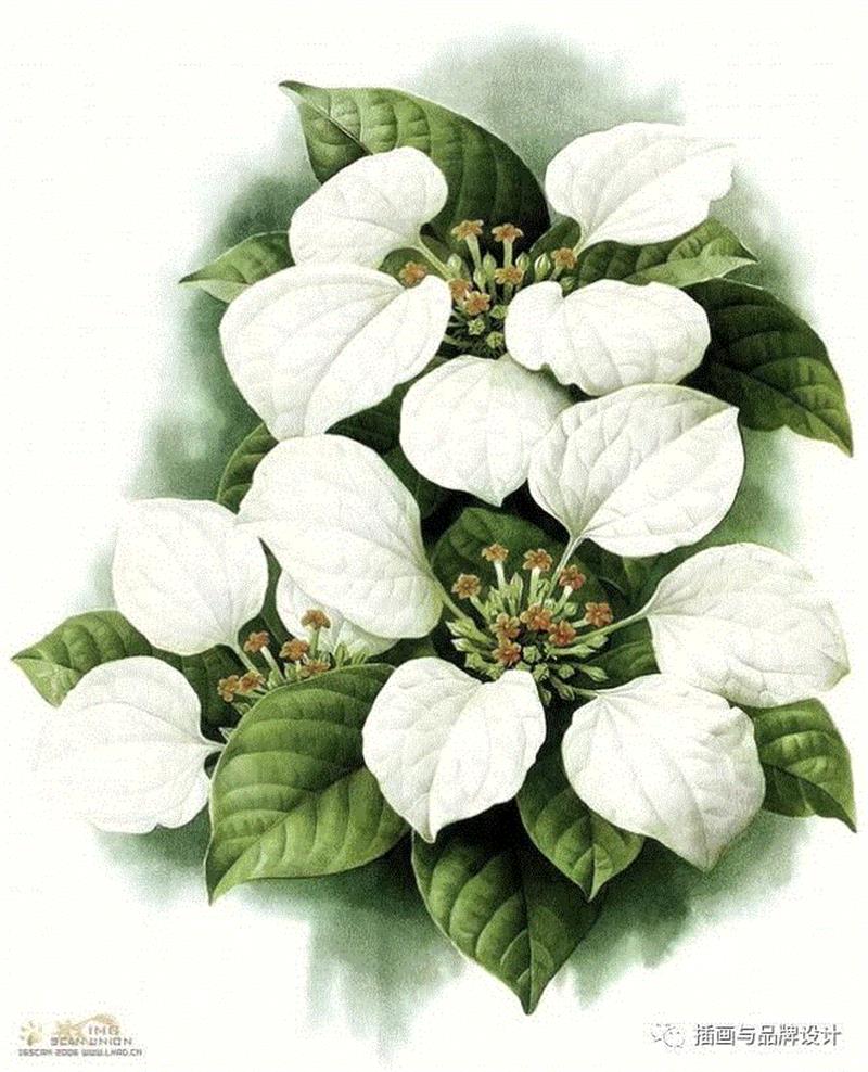 79岁爷爷40年画2000多幅花，登上《朗读者》，被称中国植物画第一人！,植物,朗读者,爷爷,年画,第一人,曾孝濂,一辈子,植物志,西双版纳,鸟类