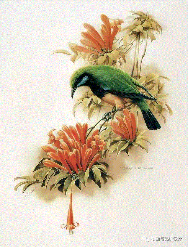 79岁爷爷40年画2000多幅花，登上《朗读者》，被称中国植物画第一人！,植物,朗读者,爷爷,年画,第一人,曾孝濂,一辈子,植物志,西双版纳,鸟类