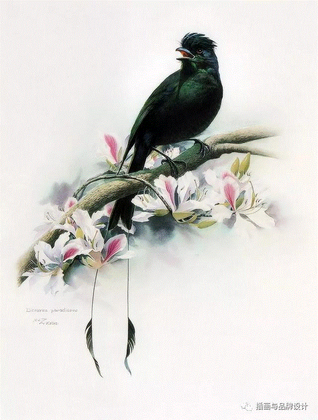 79岁爷爷40年画2000多幅花，登上《朗读者》，被称中国植物画第一人！,植物,朗读者,爷爷,年画,第一人,曾孝濂,一辈子,植物志,西双版纳,鸟类