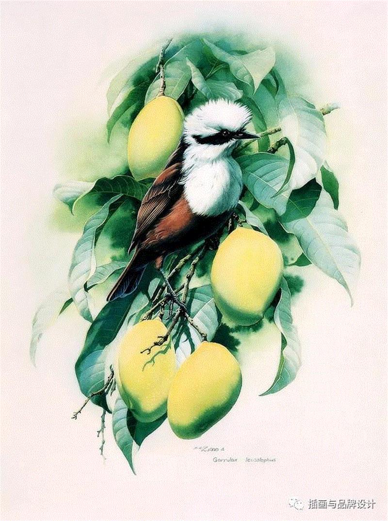 79岁爷爷40年画2000多幅花，登上《朗读者》，被称中国植物画第一人！,植物,朗读者,爷爷,年画,第一人,曾孝濂,一辈子,植物志,西双版纳,鸟类