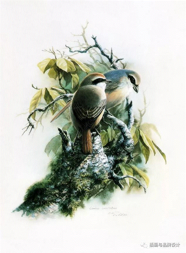 79岁爷爷40年画2000多幅花，登上《朗读者》，被称中国植物画第一人！,植物,朗读者,爷爷,年画,第一人,曾孝濂,一辈子,植物志,西双版纳,鸟类