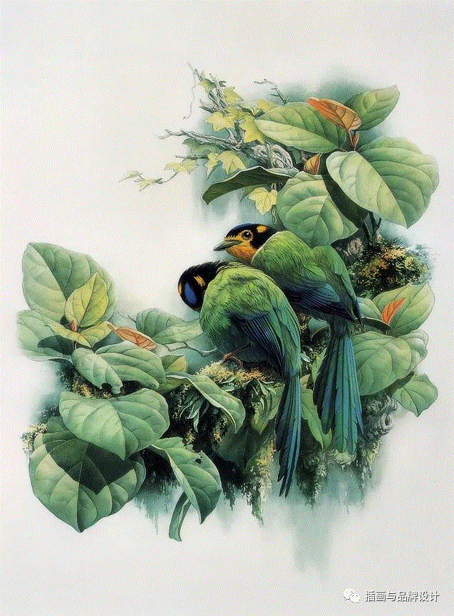 79岁爷爷40年画2000多幅花，登上《朗读者》，被称中国植物画第一人！,植物,朗读者,爷爷,年画,第一人,曾孝濂,一辈子,植物志,西双版纳,鸟类