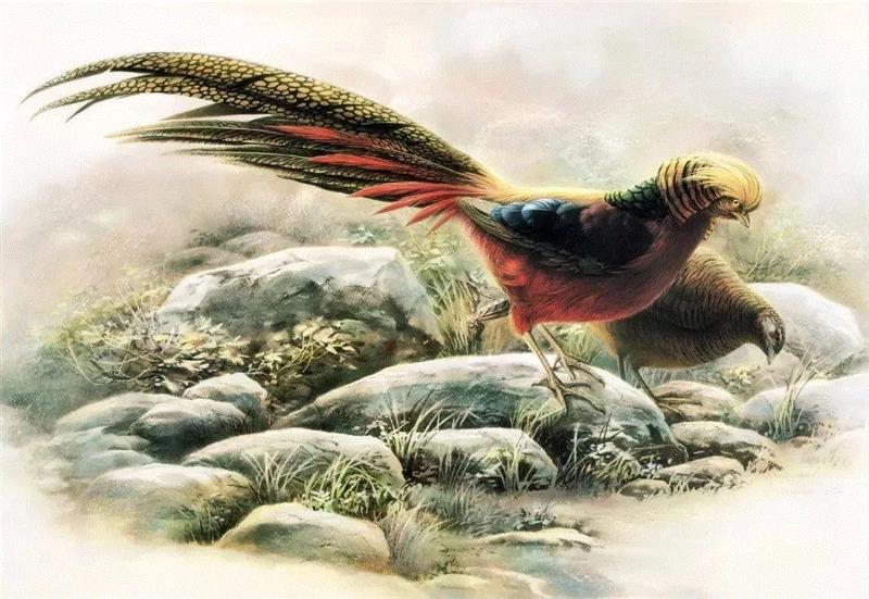 79岁爷爷40年画2000多幅花，登上《朗读者》，被称中国植物画第一人！,植物,朗读者,爷爷,年画,第一人,曾孝濂,一辈子,植物志,西双版纳,鸟类