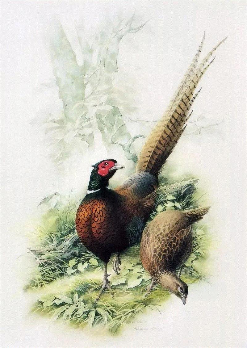 79岁爷爷40年画2000多幅花，登上《朗读者》，被称中国植物画第一人！,植物,朗读者,爷爷,年画,第一人,曾孝濂,一辈子,植物志,西双版纳,鸟类