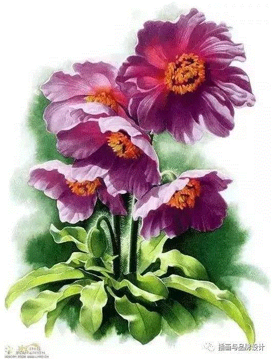 79岁爷爷40年画2000多幅花，登上《朗读者》，被称中国植物画第一人！,植物,朗读者,爷爷,年画,第一人,曾孝濂,一辈子,植物志,西双版纳,鸟类