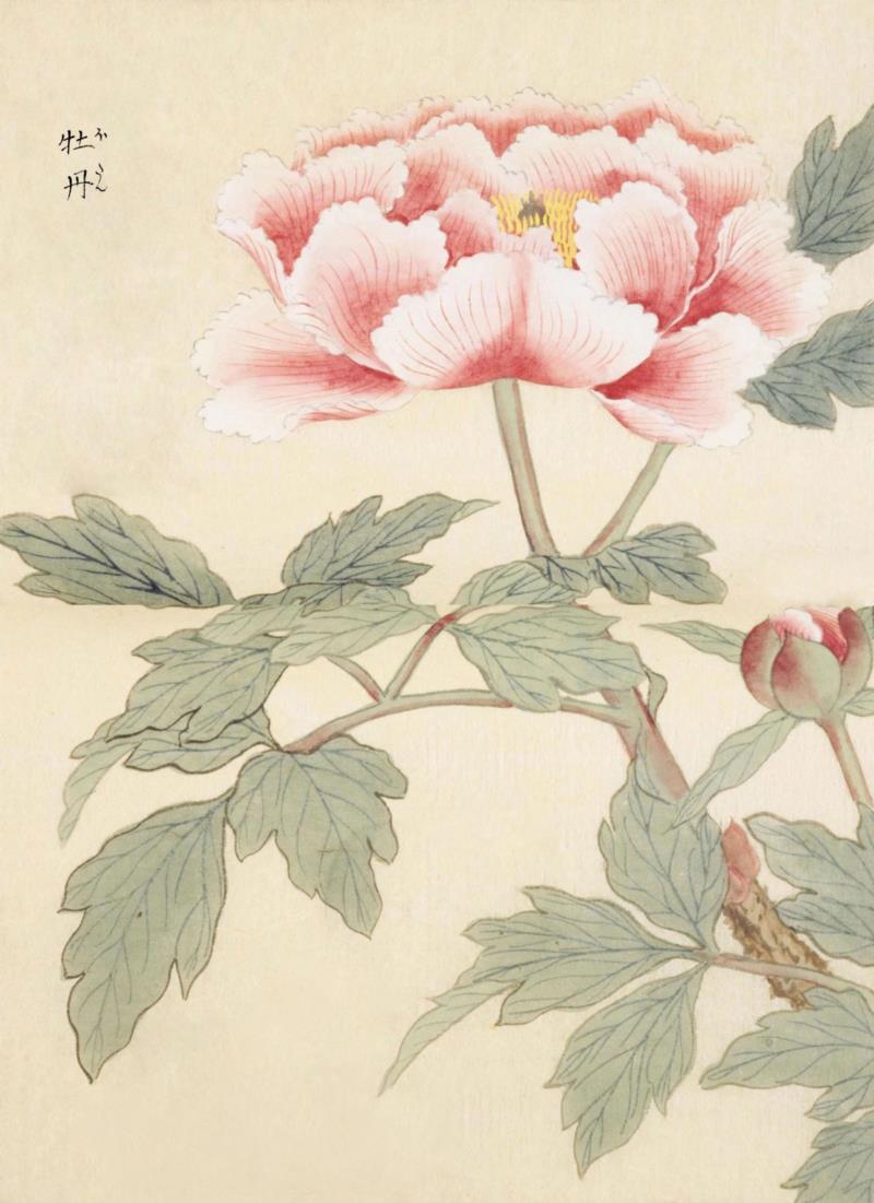 赠书 |  生生不息：《本草》里的草木果蔬谷,本草,草木,果蔬,植物,日本,李时珍,本草纲目,芍药,连翘,花语