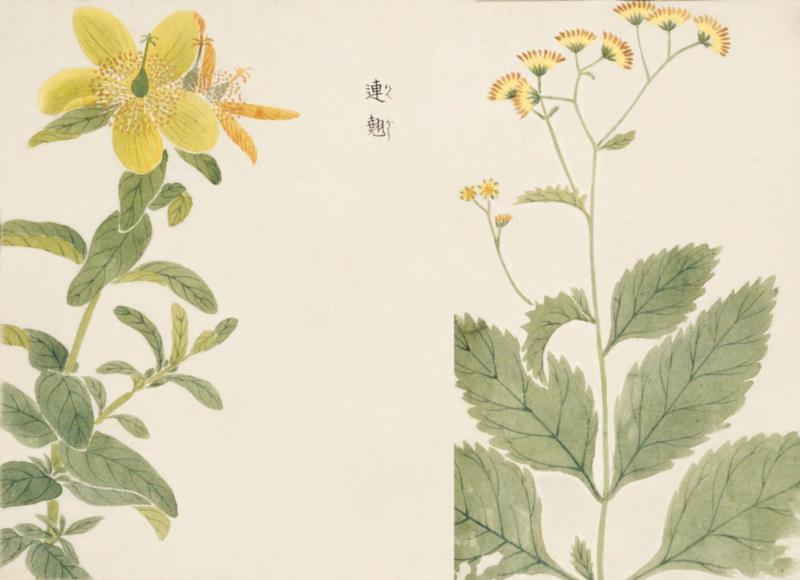 赠书 |  生生不息：《本草》里的草木果蔬谷,本草,草木,果蔬,植物,日本,李时珍,本草纲目,芍药,连翘,花语