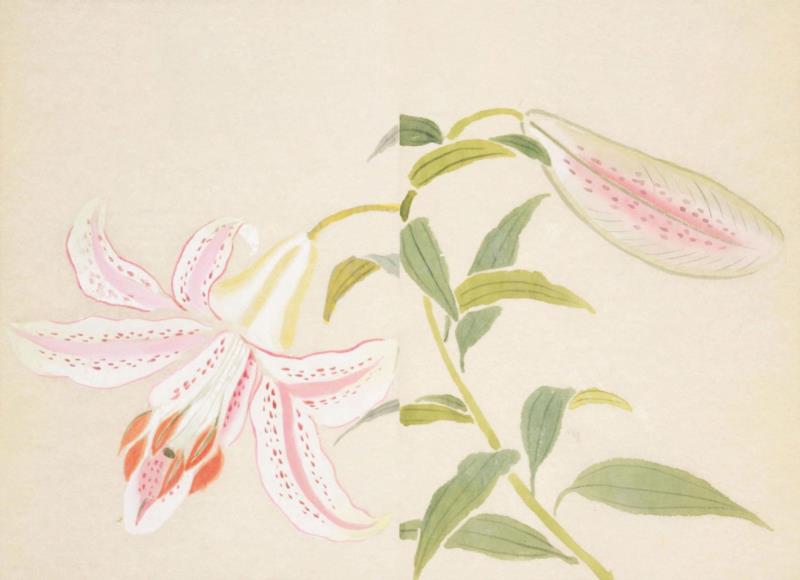 赠书 |  生生不息：《本草》里的草木果蔬谷,本草,草木,果蔬,植物,日本,李时珍,本草纲目,芍药,连翘,花语
