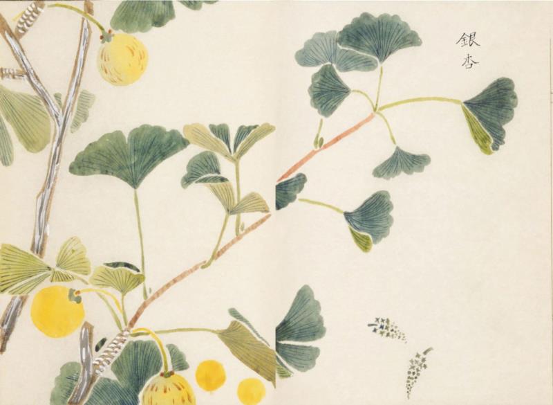 赠书 |  生生不息：《本草》里的草木果蔬谷,本草,草木,果蔬,植物,日本,李时珍,本草纲目,芍药,连翘,花语