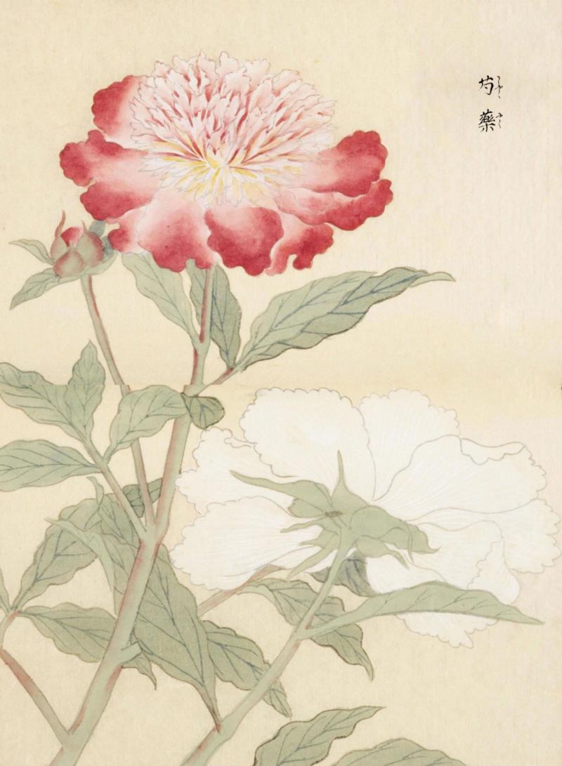 赠书 |  生生不息：《本草》里的草木果蔬谷,本草,草木,果蔬,植物,日本,李时珍,本草纲目,芍药,连翘,花语