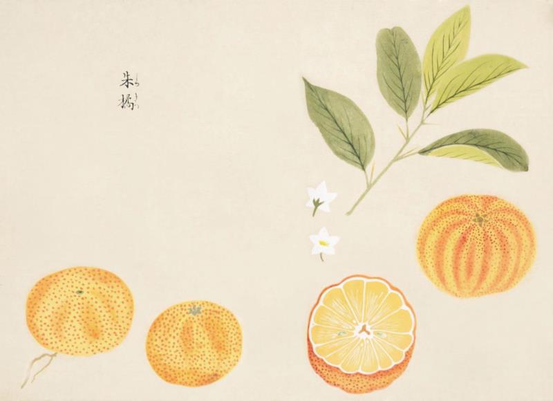 赠书 |  生生不息：《本草》里的草木果蔬谷,本草,草木,果蔬,植物,日本,李时珍,本草纲目,芍药,连翘,花语