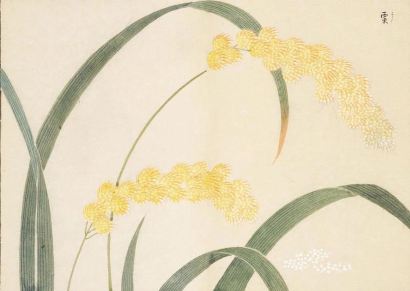 赠书 |  生生不息：《本草》里的草木果蔬谷,本草,草木,果蔬,植物,日本,李时珍,本草纲目,芍药,连翘,花语