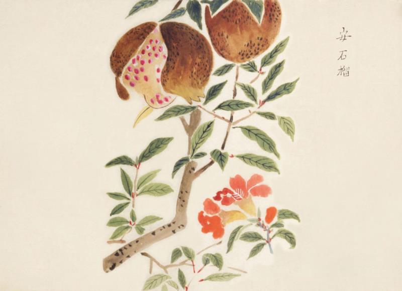 赠书 |  生生不息：《本草》里的草木果蔬谷,本草,草木,果蔬,植物,日本,李时珍,本草纲目,芍药,连翘,花语