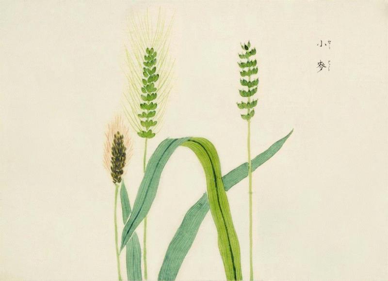赠书 |  生生不息：《本草》里的草木果蔬谷,本草,草木,果蔬,植物,日本,李时珍,本草纲目,芍药,连翘,花语