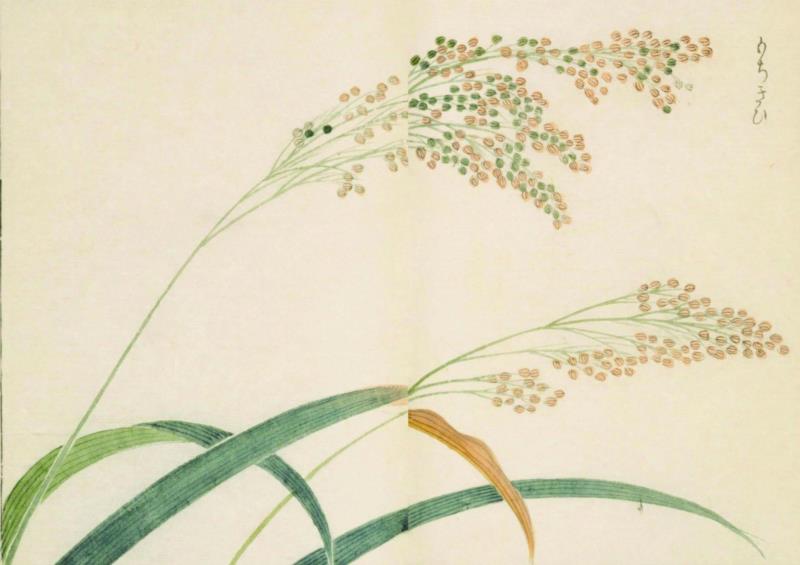 赠书 |  生生不息：《本草》里的草木果蔬谷,本草,草木,果蔬,植物,日本,李时珍,本草纲目,芍药,连翘,花语