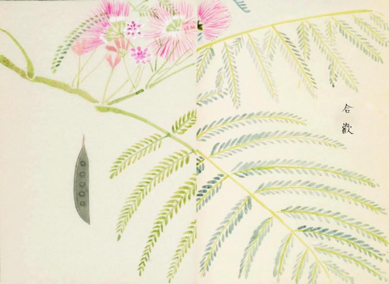 赠书 |  生生不息：《本草》里的草木果蔬谷,本草,草木,果蔬,植物,日本,李时珍,本草纲目,芍药,连翘,花语