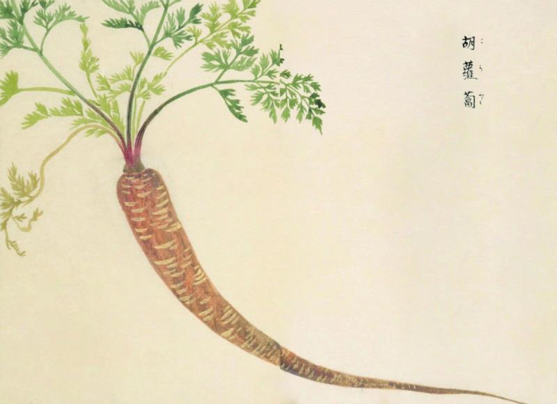 赠书 |  生生不息：《本草》里的草木果蔬谷,本草,草木,果蔬,植物,日本,李时珍,本草纲目,芍药,连翘,花语