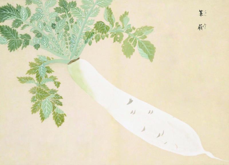 赠书 |  生生不息：《本草》里的草木果蔬谷,本草,草木,果蔬,植物,日本,李时珍,本草纲目,芍药,连翘,花语