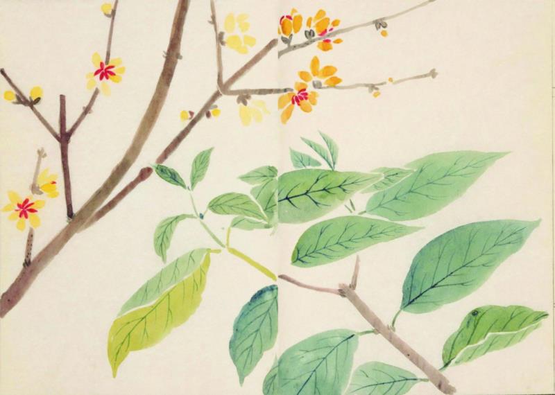赠书 |  生生不息：《本草》里的草木果蔬谷,本草,草木,果蔬,植物,日本,李时珍,本草纲目,芍药,连翘,花语