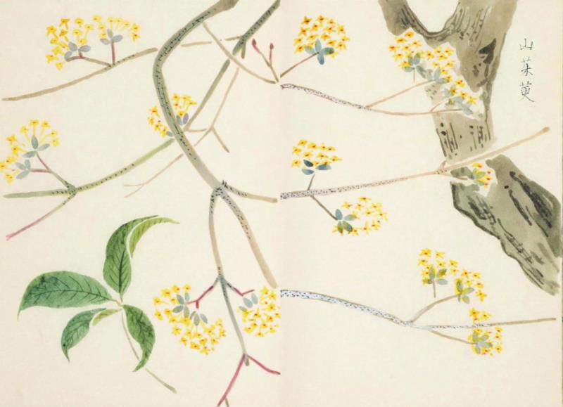 赠书 |  生生不息：《本草》里的草木果蔬谷,本草,草木,果蔬,植物,日本,李时珍,本草纲目,芍药,连翘,花语