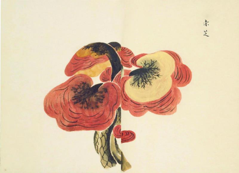 赠书 |  生生不息：《本草》里的草木果蔬谷,本草,草木,果蔬,植物,日本,李时珍,本草纲目,芍药,连翘,花语