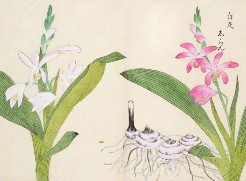 赠书 |  生生不息：《本草》里的草木果蔬谷,本草,草木,果蔬,植物,日本,李时珍,本草纲目,芍药,连翘,花语