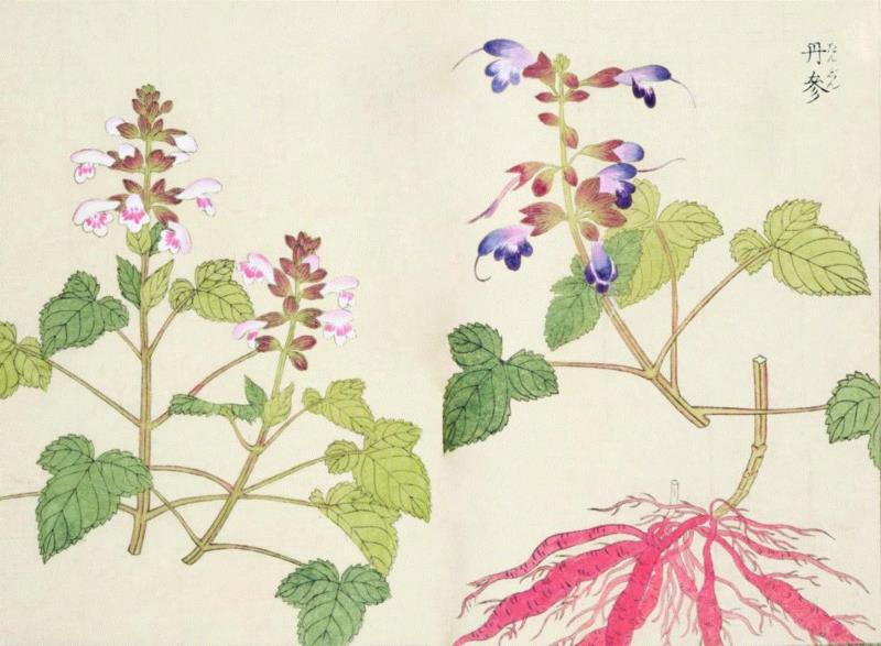 赠书 |  生生不息：《本草》里的草木果蔬谷,本草,草木,果蔬,植物,日本,李时珍,本草纲目,芍药,连翘,花语