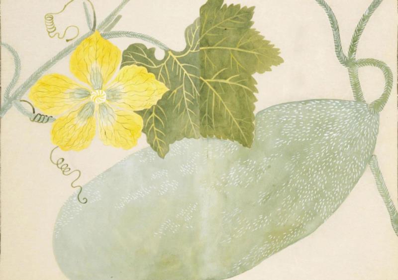 赠书 |  生生不息：《本草》里的草木果蔬谷,本草,草木,果蔬,植物,日本,李时珍,本草纲目,芍药,连翘,花语