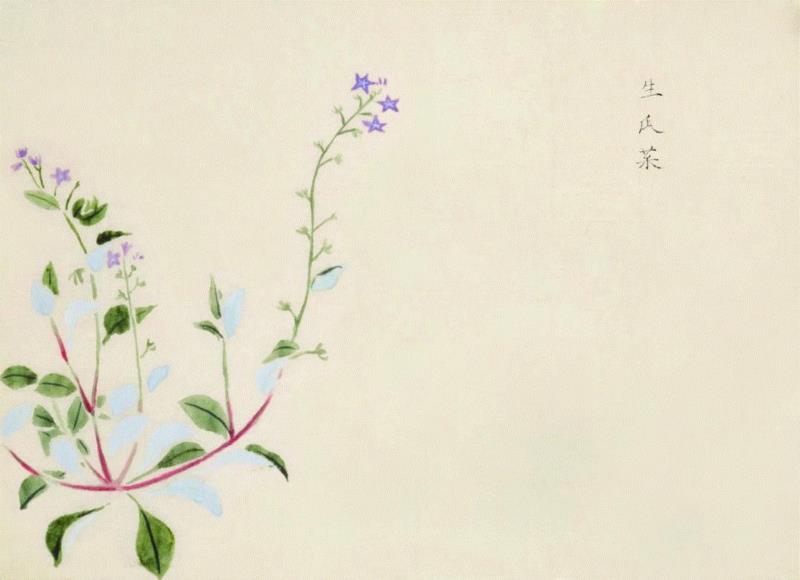 赠书 |  生生不息：《本草》里的草木果蔬谷,本草,草木,果蔬,植物,日本,李时珍,本草纲目,芍药,连翘,花语