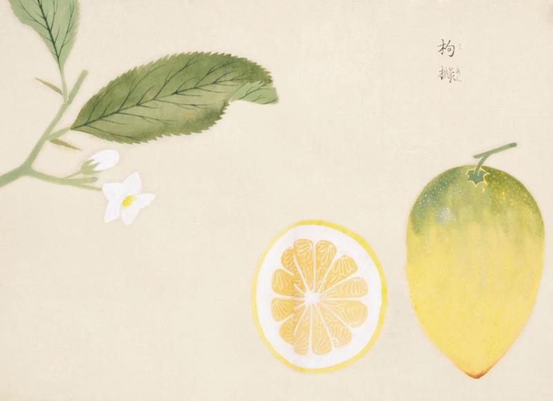 赠书 |  生生不息：《本草》里的草木果蔬谷,本草,草木,果蔬,植物,日本,李时珍,本草纲目,芍药,连翘,花语