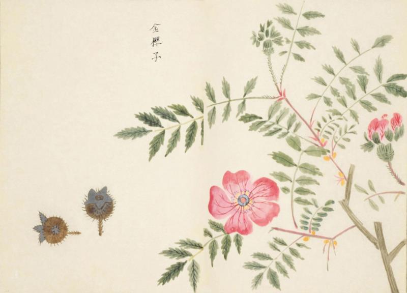 赠书 |  生生不息：《本草》里的草木果蔬谷,本草,草木,果蔬,植物,日本,李时珍,本草纲目,芍药,连翘,花语