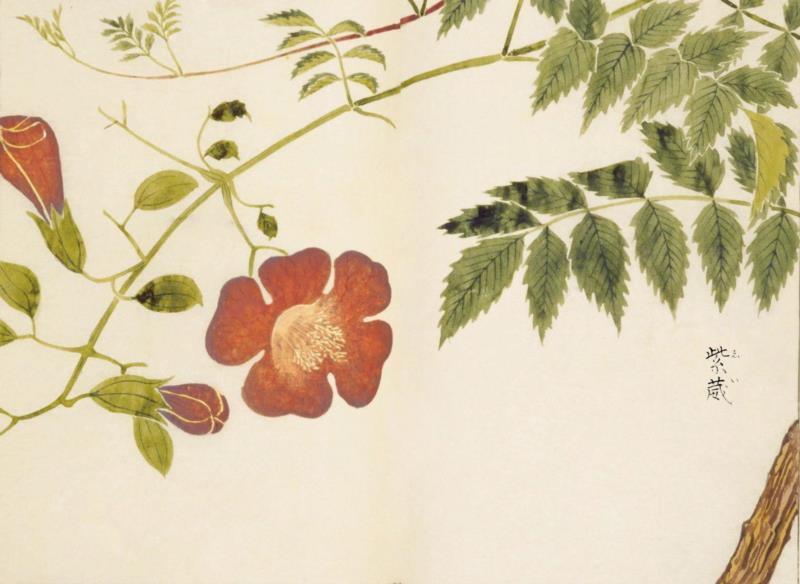 赠书 |  生生不息：《本草》里的草木果蔬谷,本草,草木,果蔬,植物,日本,李时珍,本草纲目,芍药,连翘,花语