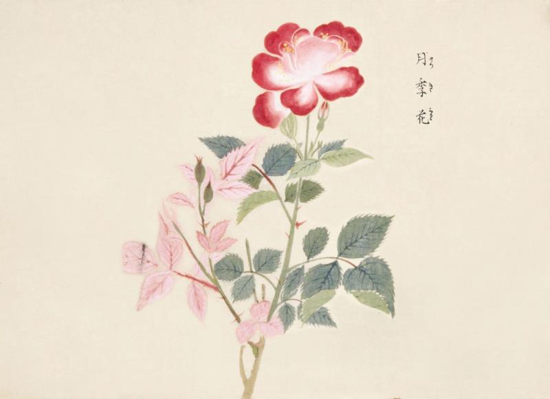 赠书 |  生生不息：《本草》里的草木果蔬谷,本草,草木,果蔬,植物,日本,李时珍,本草纲目,芍药,连翘,花语