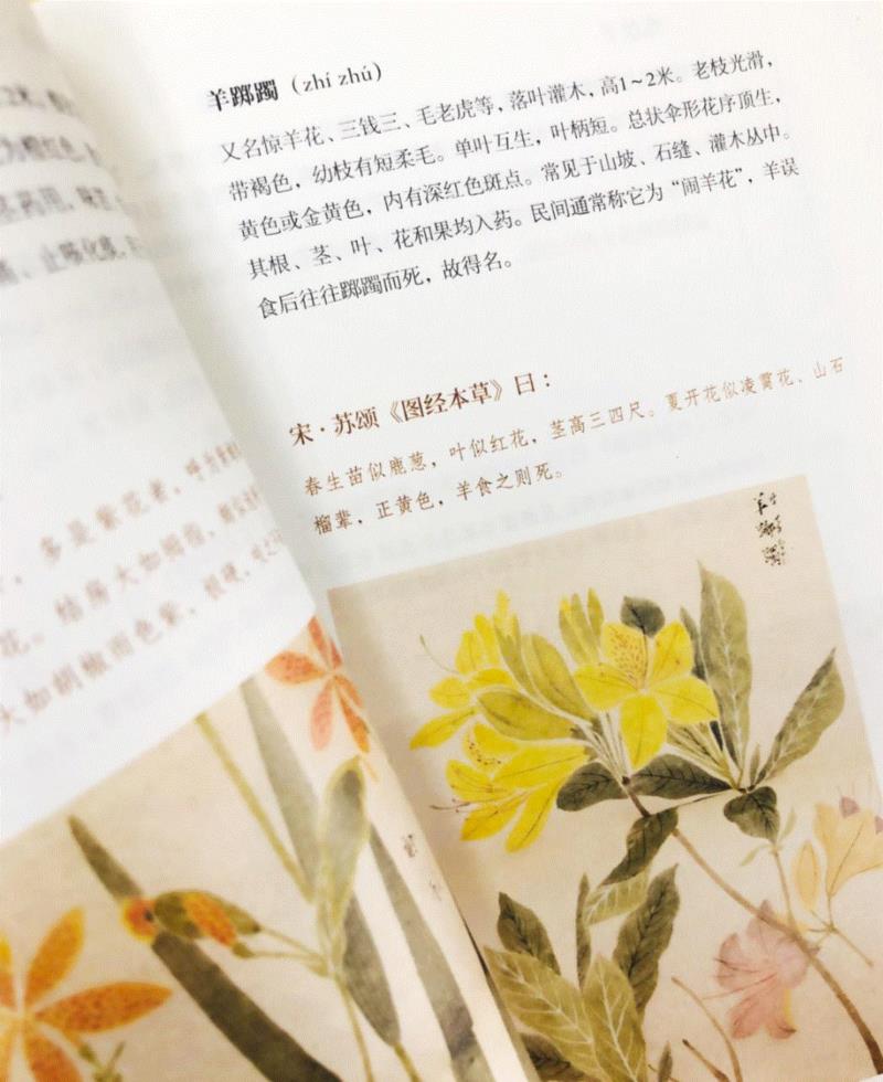 赠书 |  生生不息：《本草》里的草木果蔬谷,本草,草木,果蔬,植物,日本,李时珍,本草纲目,芍药,连翘,花语