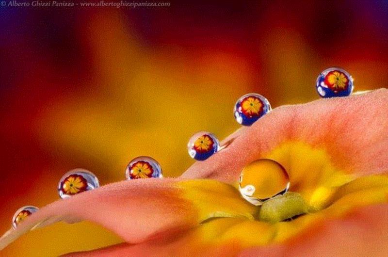 ?Alberto Ghizzi Panizza,摄影丨硬核拍花！他们镜头下的花让人惊叹,硬核,花朵,摄影师,相机,阿尔贝托,克莱纳,鲜花,姿态,Panizza,Kleiner