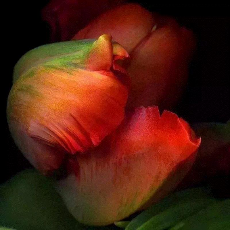  Alberto Ghizzi Panizza,摄影丨硬核拍花！他们镜头下的花让人惊叹,硬核,花朵,摄影师,相机,阿尔贝托,克莱纳,鲜花,姿态,Panizza,Kleiner